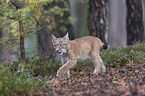 walking young Lynx