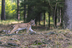 walking young Lynx