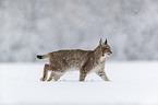 Lynx walks through deep snow