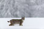 Lynx stands in deep snow