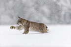 Lynx runs through deep snow