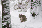 Lynx walks through deep snow