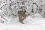 Lynx walks through deep snow