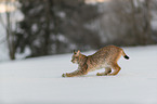 Lynx in the snow