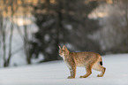 Lynx in the snow