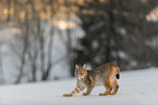 Lynx in the snow