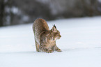 Lynx in the snow