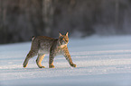 Lynx in the snow