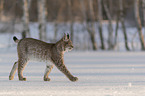 Lynx in the snow