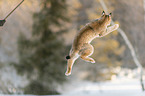 Lynx in the snow