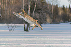 Lynx in the snow