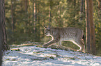 Lynx in the forest