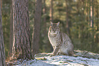 Lynx in the forest