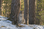 Lynx in the forest