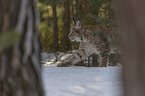 Lynx in the forest