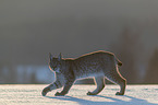 Lynx in the snow