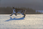 Lynx in the snow