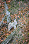 lynx