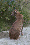 lynx