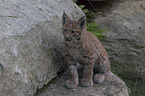 young lynx