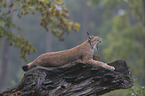 yawning lynx