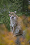 yawning lynx
