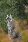 yawning lynx