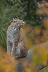 yawning lynx