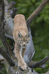 Lynx balances on tree trunk