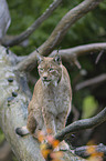 lynx