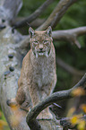 lynx