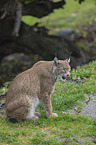 lynx