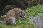 lynx