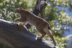 Lynx balances on tree trunk