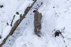 Lynx in the snow