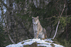 Lynx in the snow