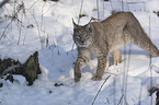 Lynx in the snow