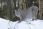 Lynx in the snow