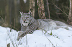 Lynx in the snow