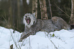 Lynx in the snow