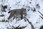 Lynx in the snow
