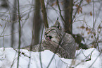 Lynx in the snow