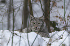 Lynx in the snow