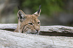 lynx