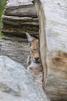 lynx