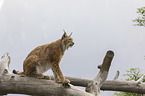 lynx