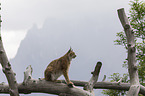 lynx