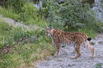 lynx
