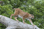 Lynx balances on tree trunk