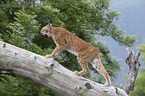 Lynx balances on tree trunk